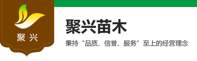 泰安市岱岳区聚兴苗木专业合作社 