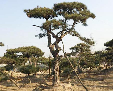 造型松种植基