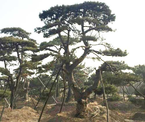 造型油松种植基地