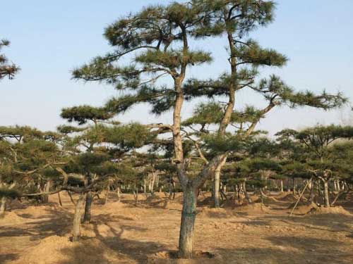 造型油松种植基地