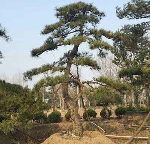 造型松种植基地