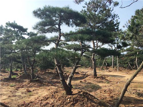 迎客松种植基地