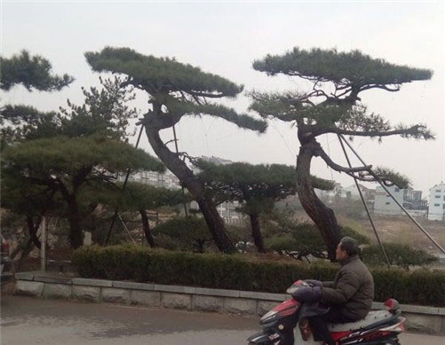 造型油松种植基地