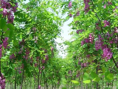 泰山景松种植批发