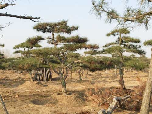 迎客松种植基地