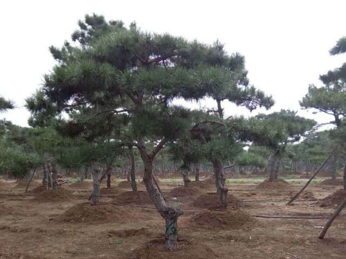 泰山景松种植批发